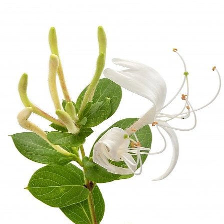 White honeysuckle flowers with green leaves on a white background