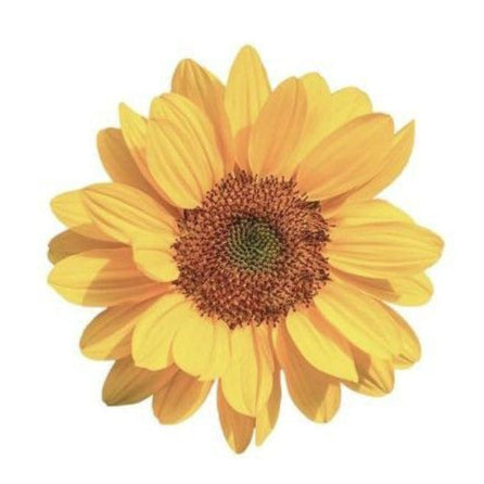 Single yellow sunflower on a white background