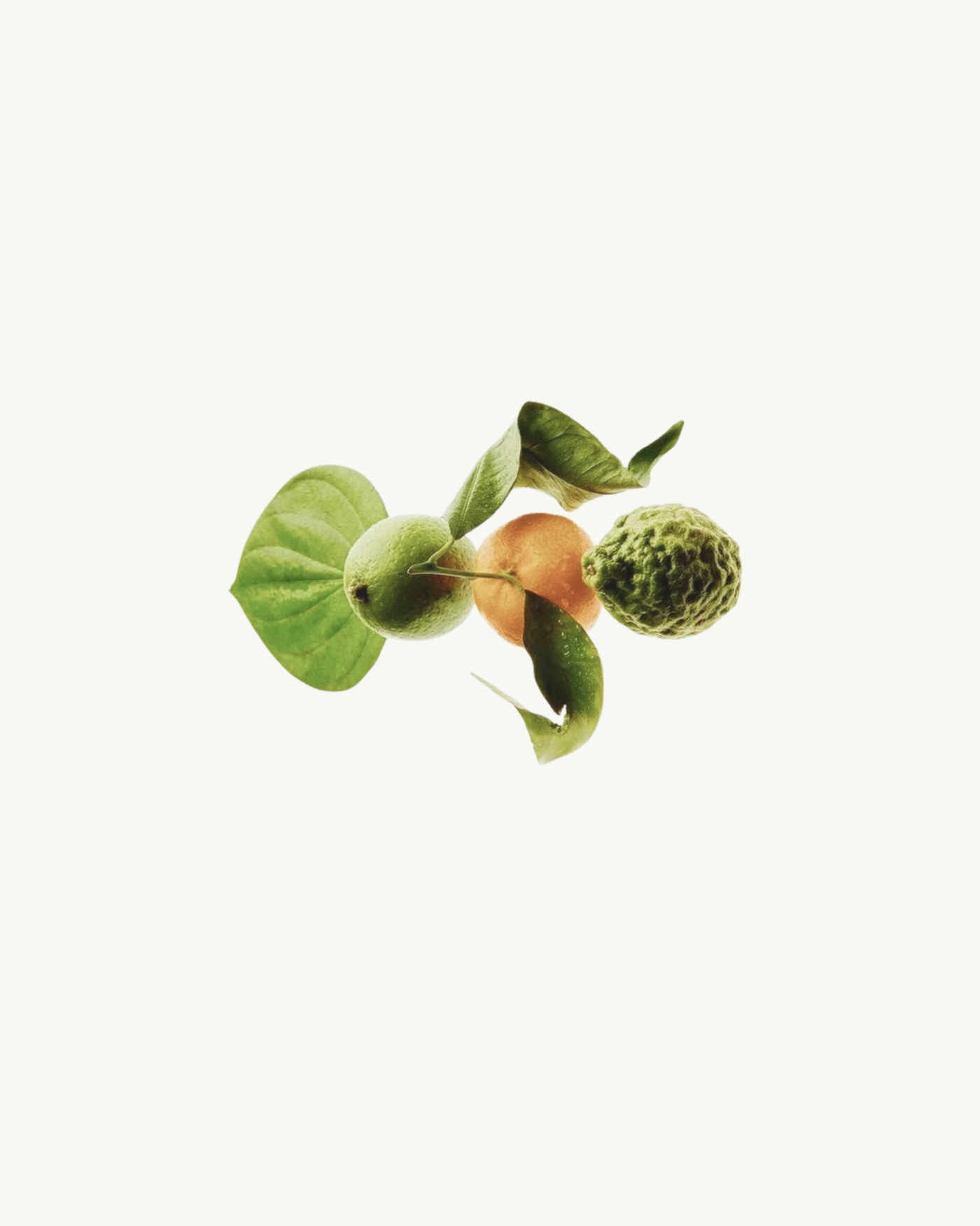 SCENT