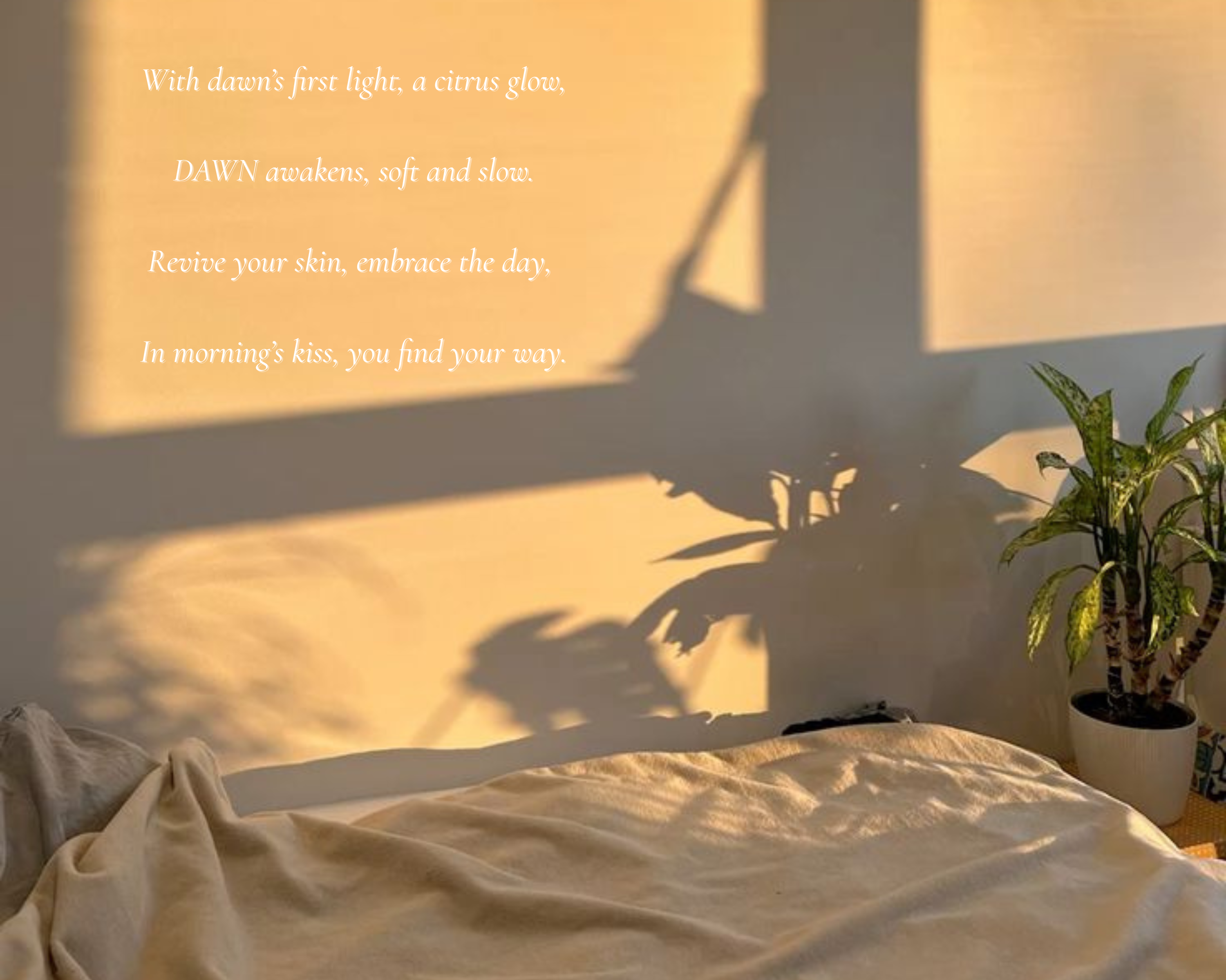 Sunlight streaming through a window casting shadows on a bed with a plant in the corner.